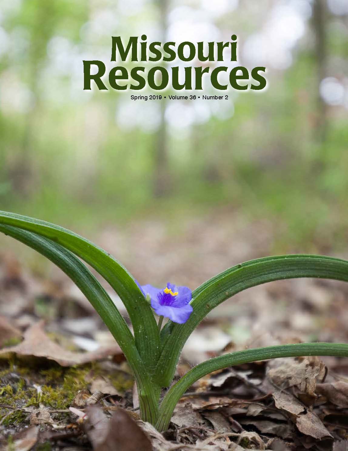 Smooth spiderwort makes an early spring appearance at Hawn State Park, near Ste. Genevieve.