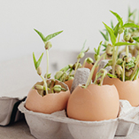 A cardboard egg carton filled with seedlings grown in empty egg shells