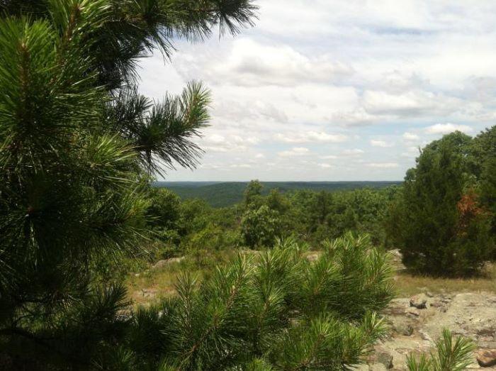 Close up of pine tree on top of a hill in Goggins Mountain Wild Area.