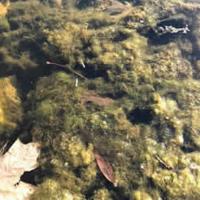 Thick, green algae mats