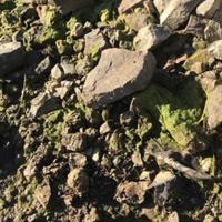 Dried non-toxic green algae along the shore