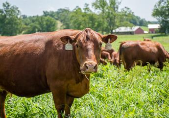 Cows in a field
